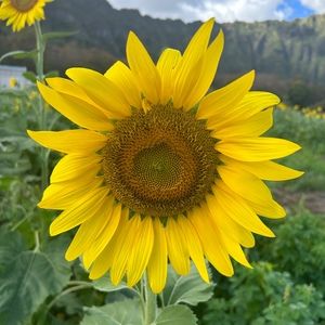 Meet your Posher, Rena